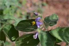 Solanum pubescens